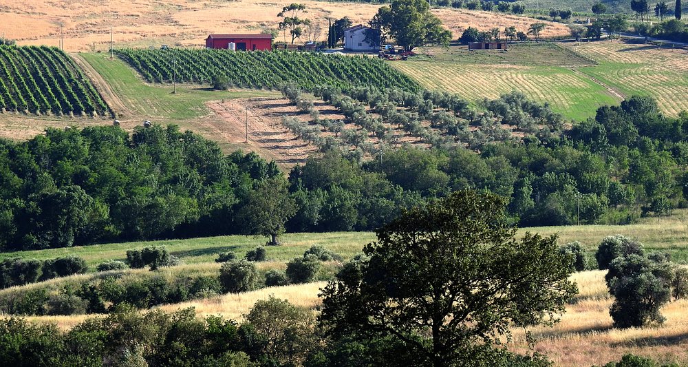 A lush Tuscan countryside with vineyards, olive trees, and rolling hills, offering a perfect backdrop for a villa stay